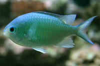 See all pictures for Chromis viridis