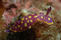 See all pictures for Chromodoris luteorosea