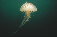 See all pictures for Chrysaora hysoscella