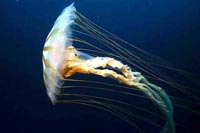 See all pictures for Chrysaora quinquecirrha