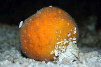 See all pictures for Cinachyrella alloclada