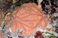 See all pictures for Clathria venosa