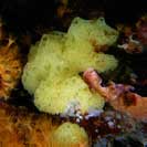 See all pictures for Clathrina clathrus