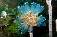 See all pictures for Clavelina picta
