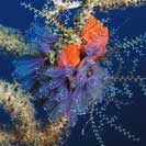 See all pictures for Clavelina puertosecensis