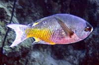 See all pictures for Clepticus parrae