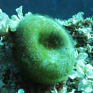 See all pictures for Codium bursa