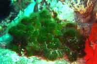 See all pictures for Codium corallioides