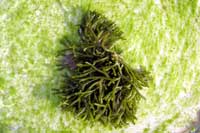 See all pictures for Codium isthmocladum