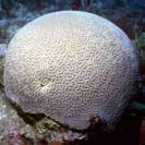 See all pictures for Colpophyllia natans