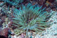 See all pictures for Condylactis aurantiaca