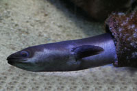 See all pictures for Conger conger