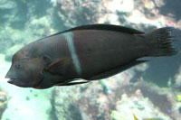 See all pictures for Coris aygula