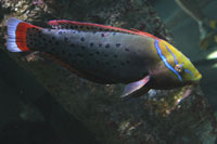 See all pictures for Coris formosa