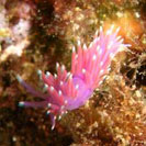 See all pictures for Flabellina pedata