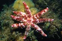 See all pictures for Coscinasterias tenuispina