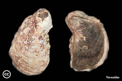 Crassostrea  rhizophorae 
