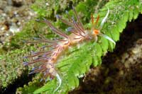 See all pictures for Cratena peregrina