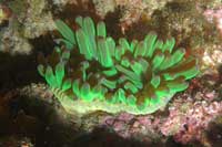 See all pictures for Cribrinopsis crassa