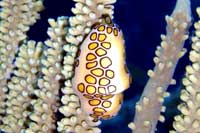 See all pictures for Cyphoma gibbosum