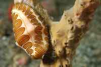 See all pictures for Cyphoma signatum