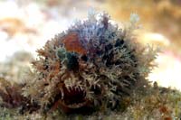 See all pictures for Erosaria spurca acicularis