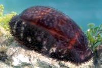See all pictures for Cypraea cervus