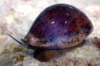 See all pictures for Cypraea cinerea