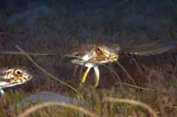 See all pictures for Dactylopterus volitans