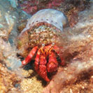 See all pictures for Dardanus calidus
