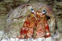 See all pictures for Dardanus venosus