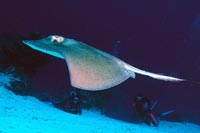 See all pictures for Dasyatis americana