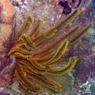 See all pictures for Davidaster rubiginosa