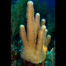 See all pictures for Dendrogyra cylindrus