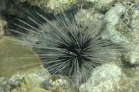 See all pictures for Diadema antillarum