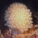 See all pictures for Diazona violacea