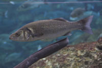 See all pictures for Dicentrarchus labrax