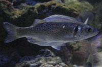 See all pictures for Dicentrarchus punctatus