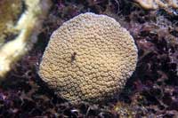 See all pictures for Dichocoenia stokesi