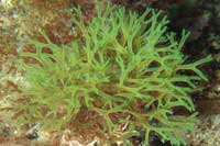 See all pictures for Dictyota dichotoma
