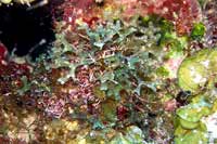 See all pictures for Dictyota sp