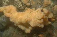 See all pictures for Didemnum sp