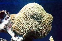See all pictures for Diploria clivosa