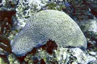 See all pictures for Diploria labyrinthiformis