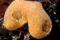 See all pictures for Diplosoma Glandulosum