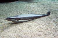 See all pictures for Echeneis naucrates