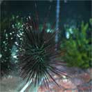 See all pictures for Echinometra lucunter