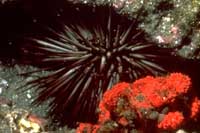 See all pictures for Echinometra viridis