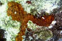 See all pictures for Ectyoplasia ferox