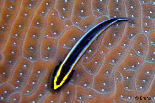Elacatinus (Gobiosoma) genie